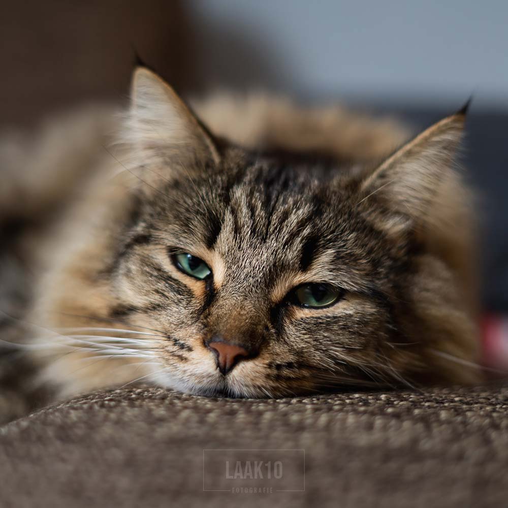 Dierenportret kat 3/3