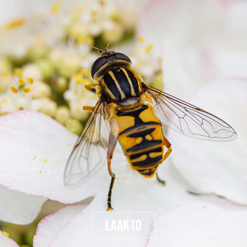 Bij op bloem macro