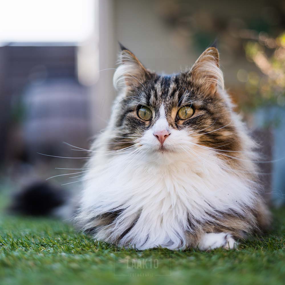 Dierenportret kat 1/3