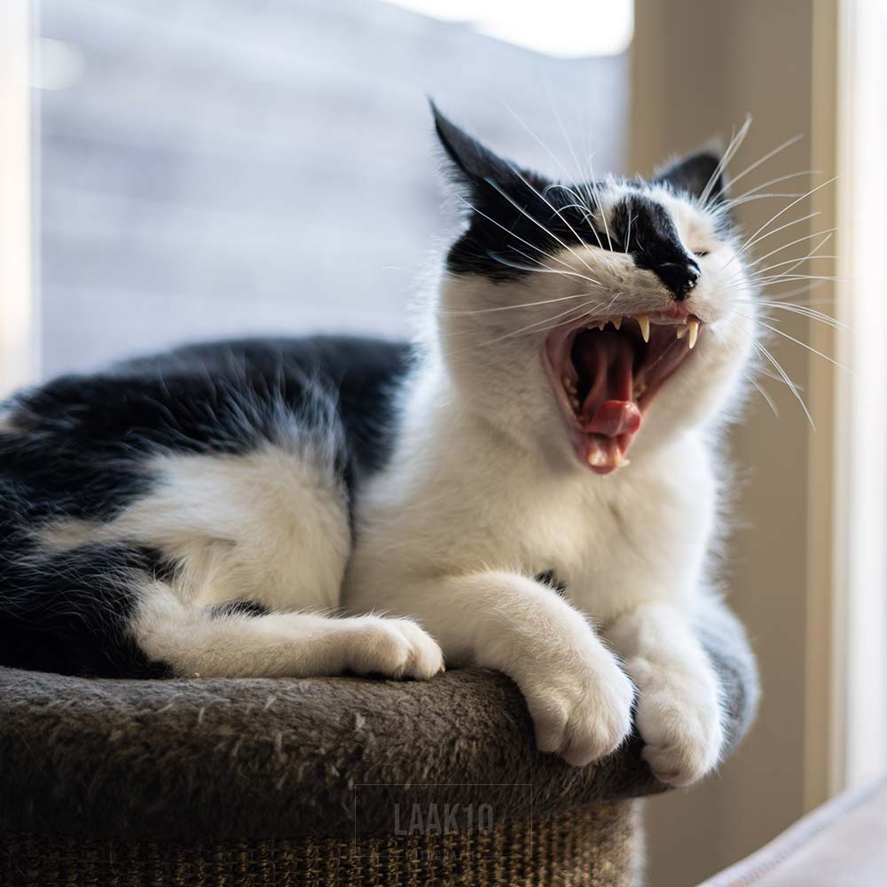 Dierenportret kat 2/3